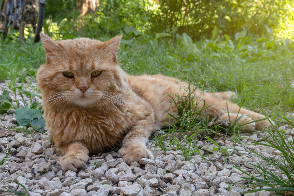 Red cat is looking at camera and lying on green grass outdoors. Domestic male Scottish straight cat. Red cat is looking at camera and lying on green grass outdoors. Domestic male Scottish straight cat.