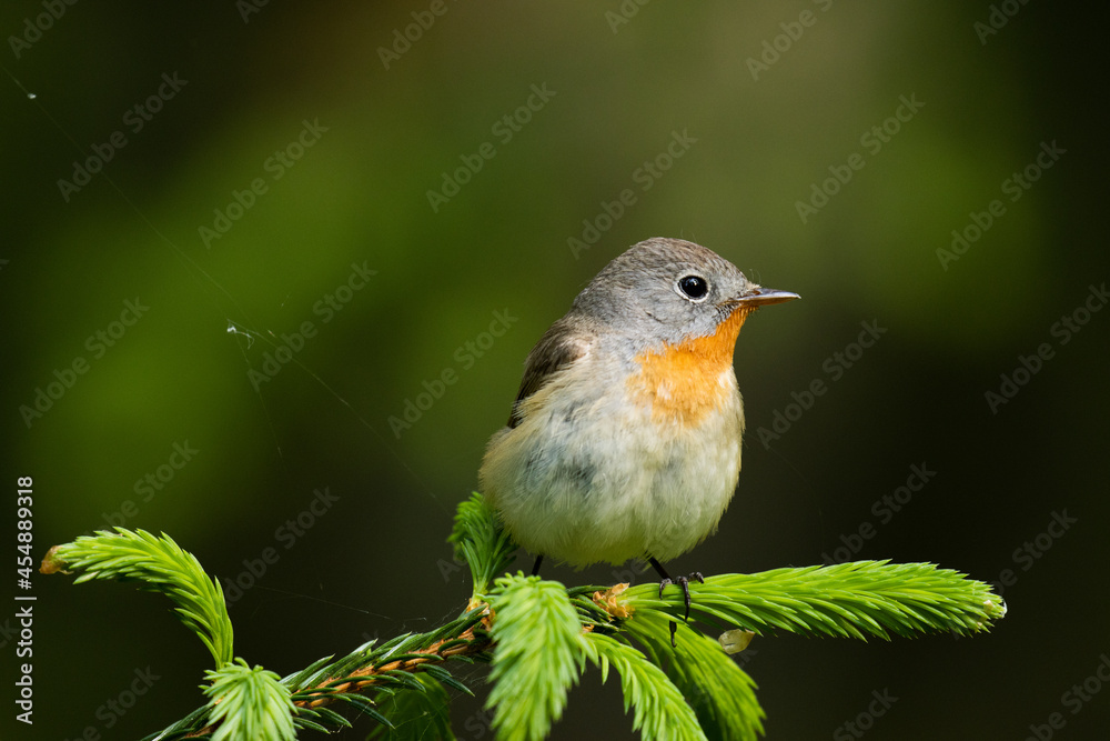 Fototapeta premium Close-up of an adult male Red-breasted flycatcher, Ficedula parva in an old-growth boreal forest in Estonia, Northern Europe.