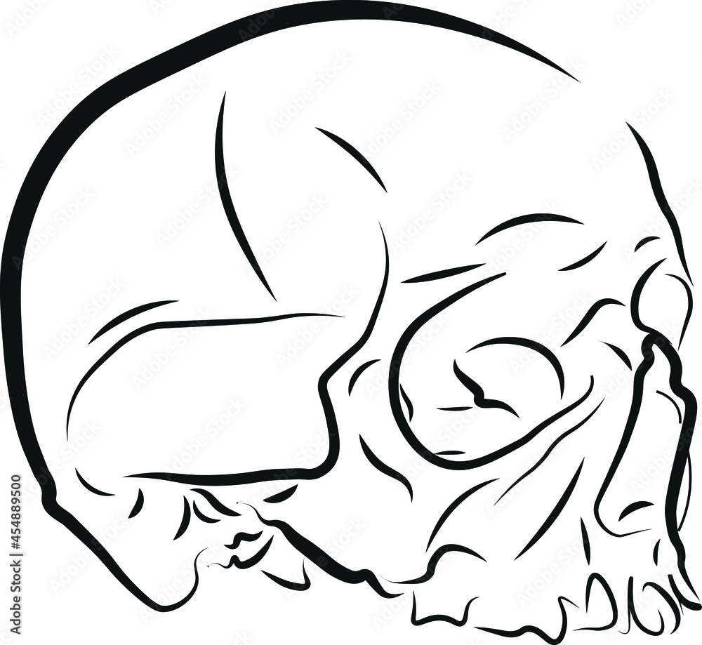 Human skull vector illustration