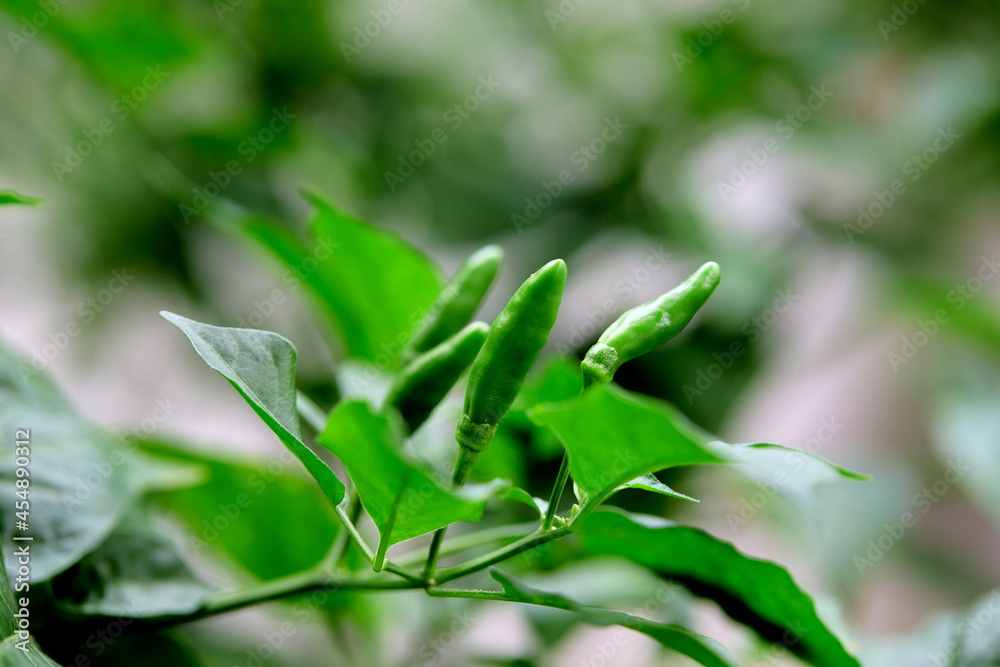 the green chili peppers on tree branch in the garden the green chili peppers on tree branch in the garden