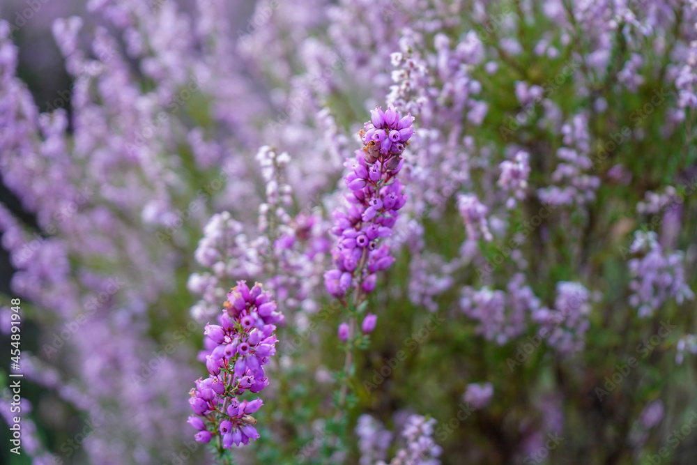 Obraz premium Close up of purple pink heather flowers