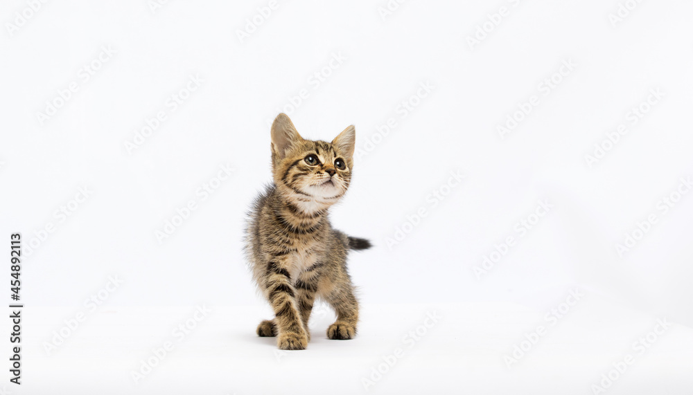 Obraz premium cute kitten walking on a white background