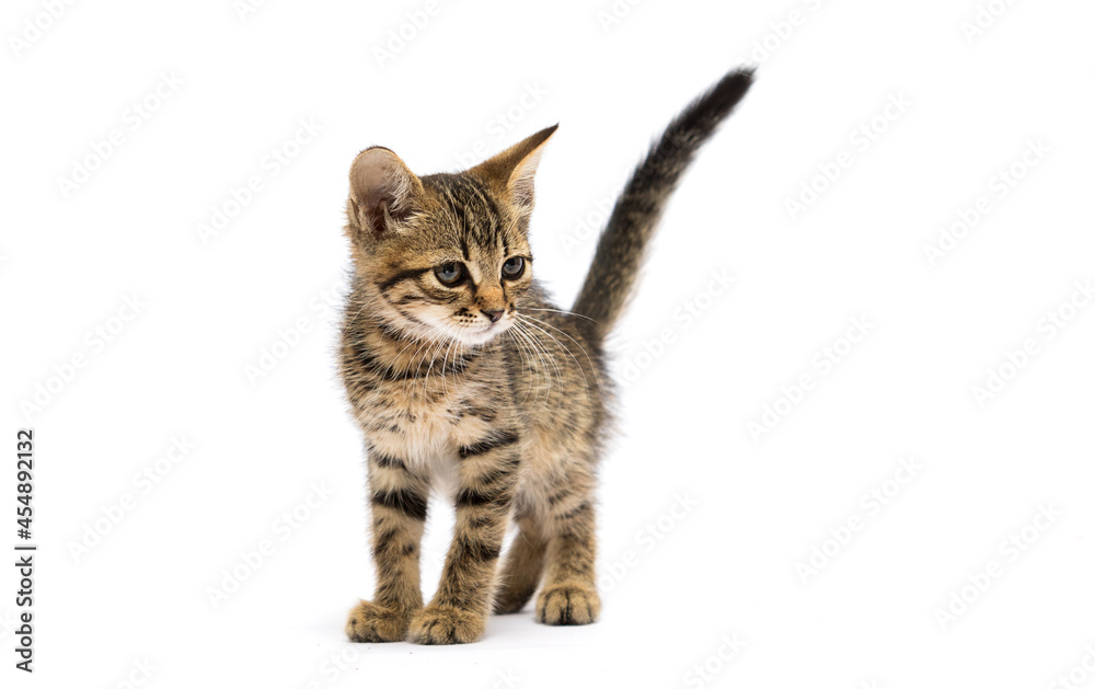 kitten stands and looks sideways on a white background