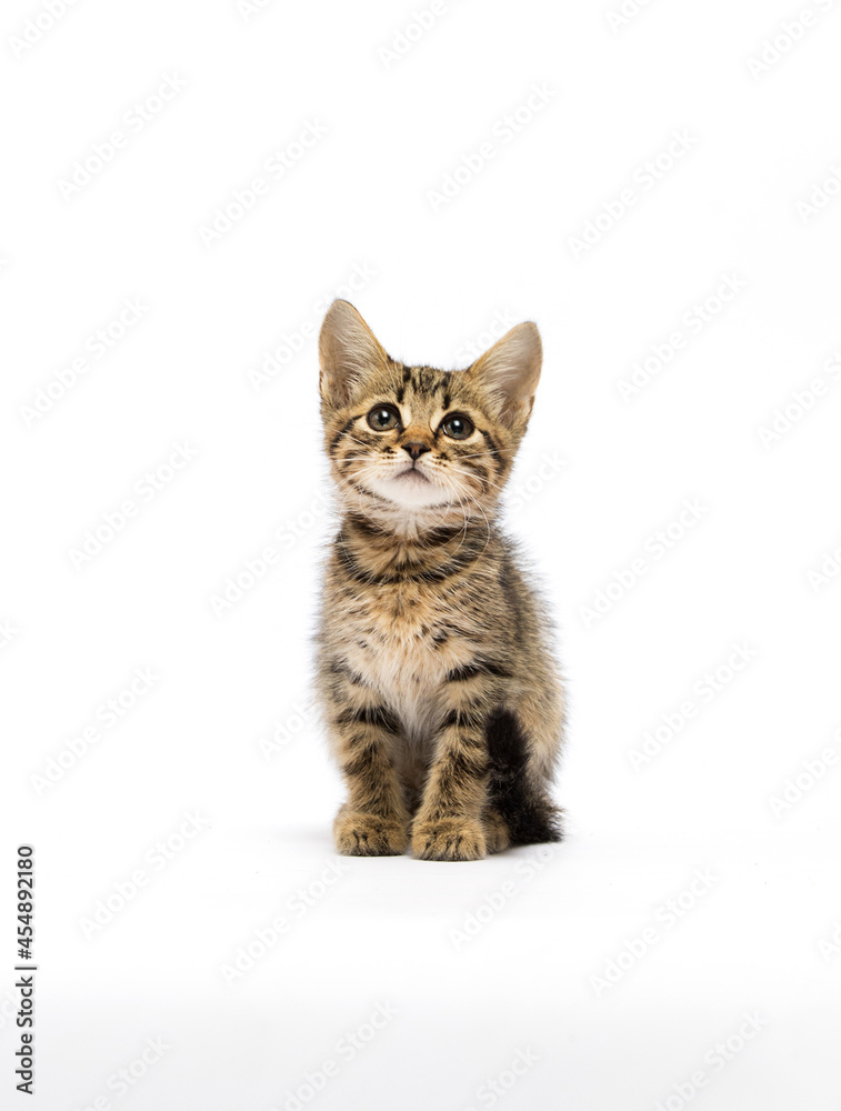 Fototapeta premium kitten sitting on a white background