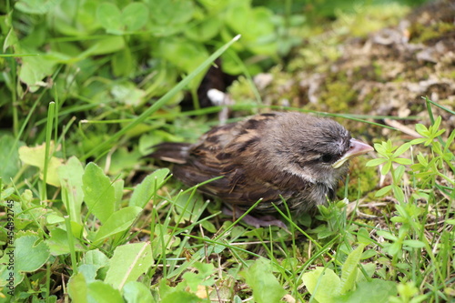 a bird in close up