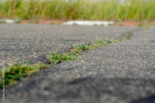 Green grass in the crack of an asphalt road. Close-up of plants flattened by the wheels on the racetrack. White and red road markings in the background. Shooting at ground level. Selective focus.