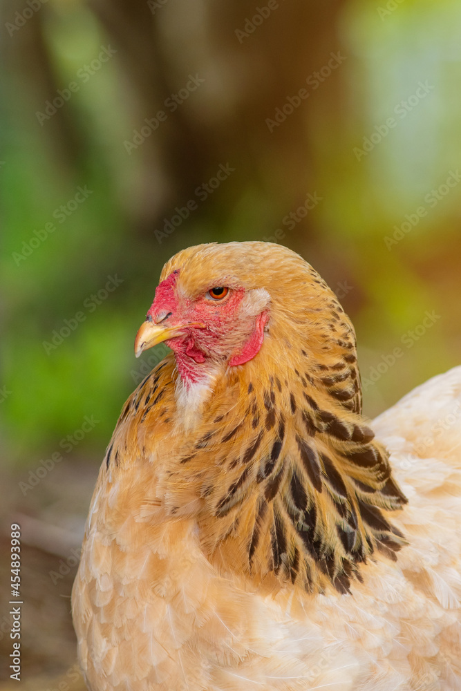 Close up portrait of Brahma chicken on a sunny summer day. Matku, Finland.