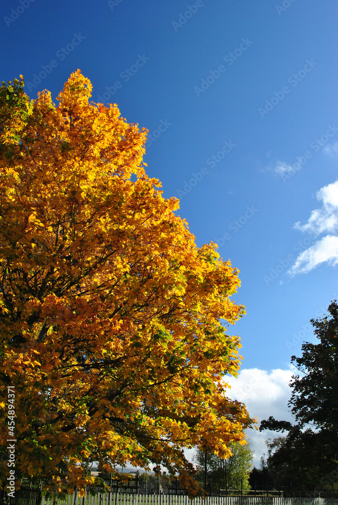 Fototapeta premium Isolated Tree with Autumn Golden Leaves against Blue Sky
