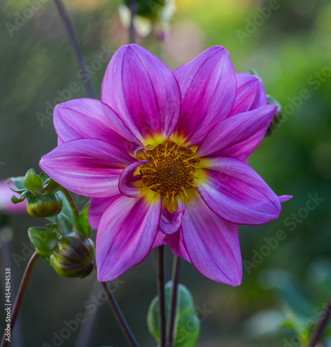 Dahlia