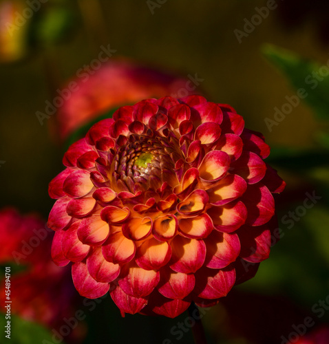 Dahlia