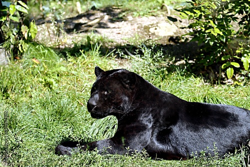 jaguard