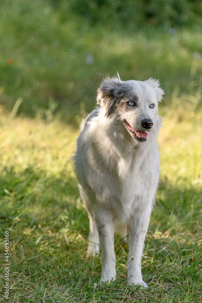 Fototapeta premium Portrait of a young Pyrenean mountain shepherd dog.