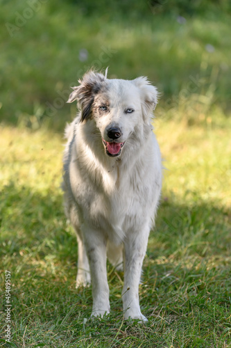 Portrait of a young Pyrenean mountain shepherd dog.