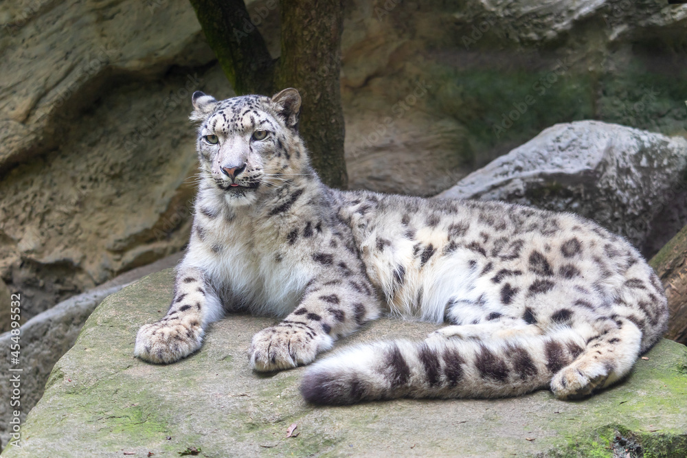 Snow leopard, Irbis lying on a rock Snow leopard, Irbis lying on a rock