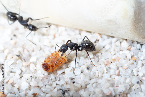 Camponotus vagus eat a Tenebrio molitor photo