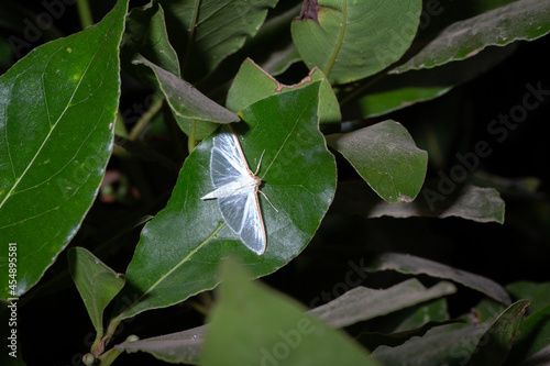 Palpita vitrealis on top of a leaf photo