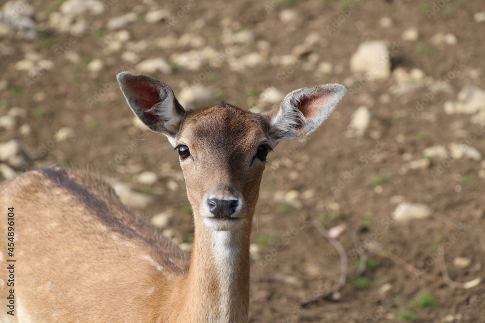 Obraz premium deer in close up