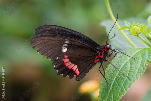 Selective focus of the beautiful spotted blackbutterfly on the plant photo