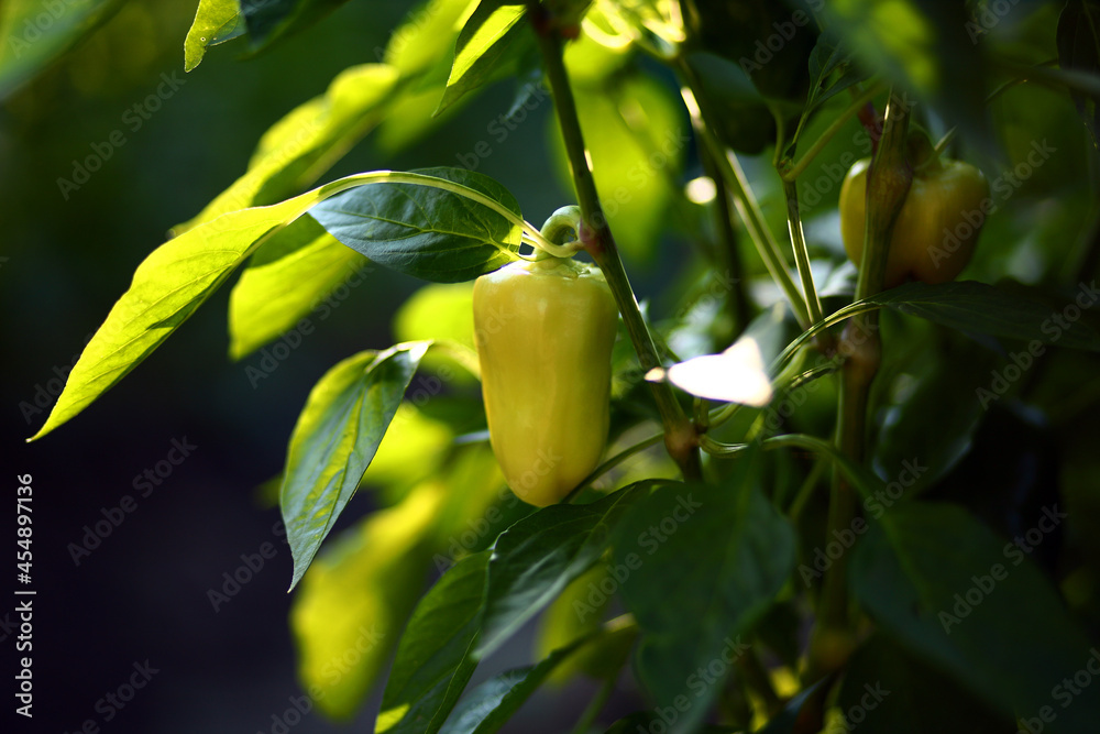 Obraz premium Beautiful green pepper plant with juicy leaves growing in greenhouse garden, back light of evening summer sun. Environmentally friendly useful ripe large fruit hanging on branch dark background