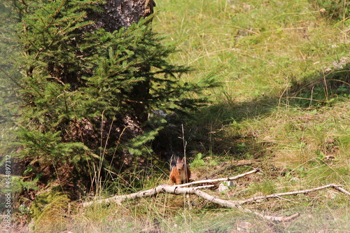 a funny squirrel