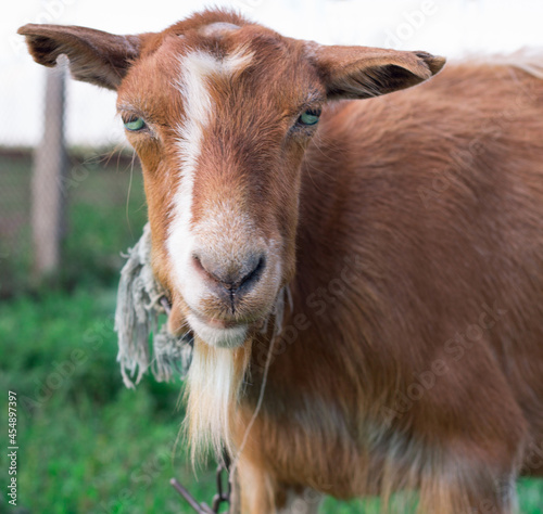 Close-up of domestic red goat head at countryside green grass pasture land