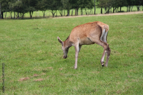deer in the green