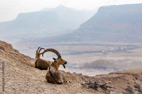 ubian Ibex is a desert-dwelling goat species found in mountainous areas of Algeria, Egypt, Ethiopia, Eritrea, Israel, Jordan, Lebanon, Oman, Saudi Arabia, Sudan and Yemen.