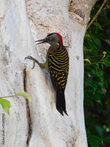 The Hispaniolan woodpecker Melanerpes striatus is a medium-sized woodpecker endemic to the Caribbean island of Hispaniola split between the Dominican Republic and Haiti photo