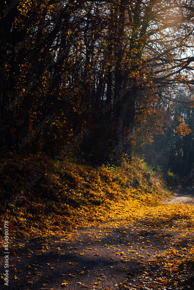 Paysage d'une route automnale. Un chemin au milieu des arbres en automne.