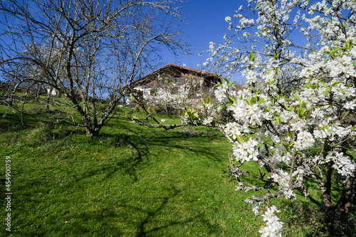 Plum blossom with farmhouse in the background