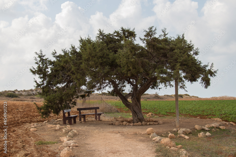 Fototapeta premium The love tree at Capo Greco, Cyprus.