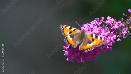 Slow motion video: Beautiful Butterfly flies up to a Buddleja flower and sits on it. Butterfly Small Tortoiseshell ( Aglais urticae, Nymphalis urticae). Graceful flight of a butterfly over a flower photo