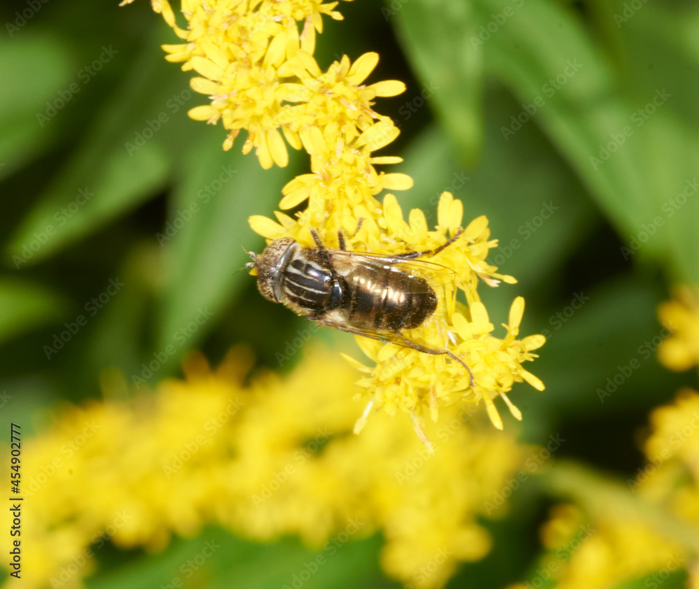 Fleischfliege auf einer Blüte Fleischfliege auf einer Blüte