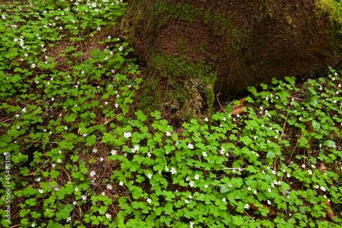 Fototapeta Naklejka Na Ścianę i Meble -  Forest floor covered with fresh and green blooming Common wood sorrel, Oxalis acetosella plants during a late spring in Estonia, Northern Europe.