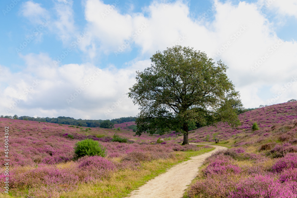 Fototapeta premium Flowering Calluna vulgaris (heather, ling, or simply heather) under blue sky and white fluffy clouds, Purple flowers on the hilly side field, Posbank, Veluwezoom National Park, Gelderland, Netherlands