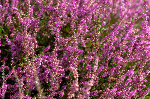 Selective focus bush of wild purple flowers Calluna vulgaris  heath  ling or simply heather  is the sole species in the genus Calluna in the flowering plant family Ericaceae  Nature floral background.
