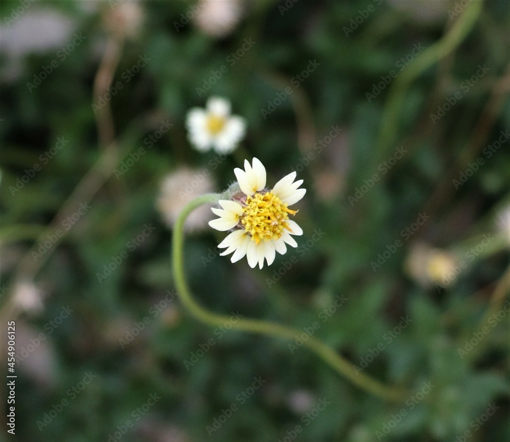 daisy in the grass daisy in the grass