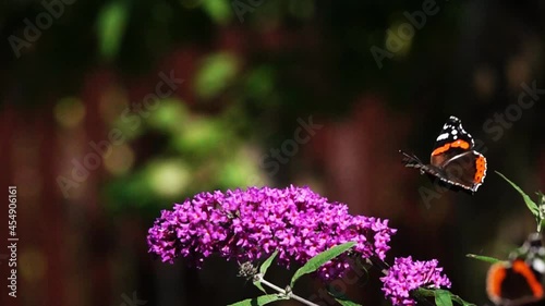 Slow motion video: Beautiful Butterfly flutters over a Buddleja flower. Red Admiral (Vanessa atalanta). Graceful flight of a butterfly over a flower