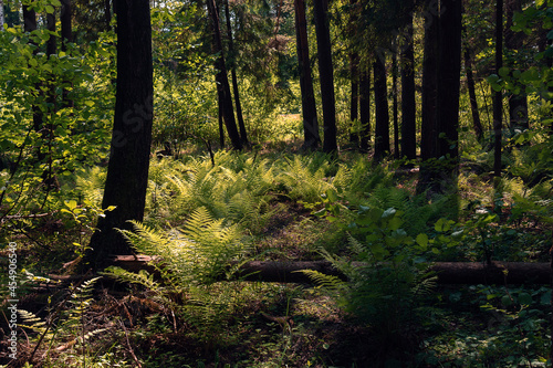 Fern on an outskirts of a forest in the sunlight 