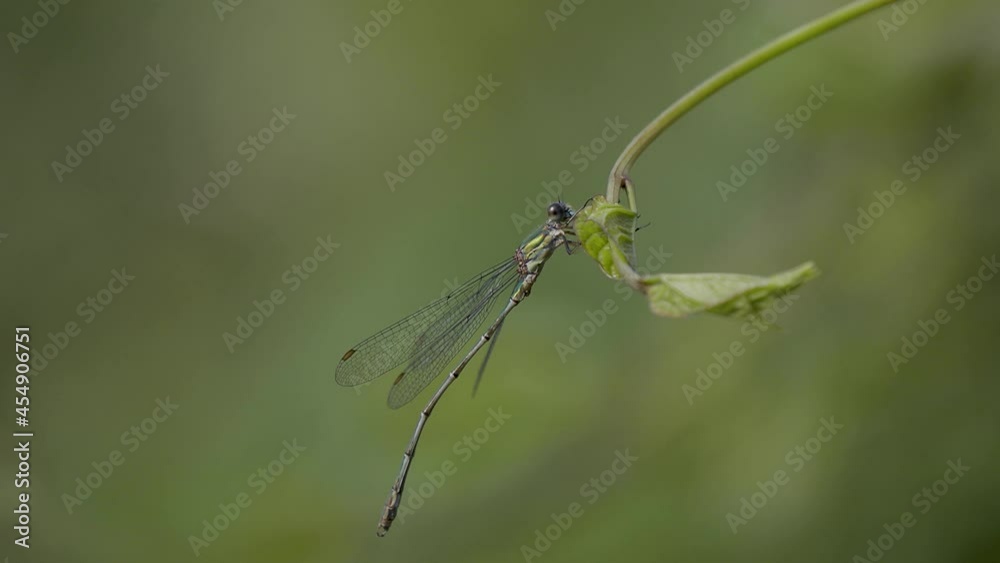 Willow Emerald Damselfly Resting on a Leaf Willow Emerald Damselfly Resting on a Leaf