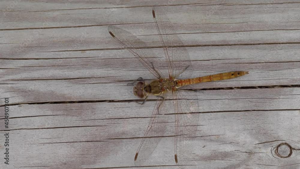 Female Common Darter Dragonfly Female Common Darter Dragonfly