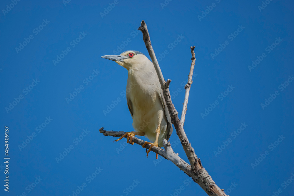 Bottom view of Black Crowned Night Heron (Nycticorax nycticorax) perched on a tree branch. Bottom view of Black Crowned Night Heron (Nycticorax nycticorax) perched on a tree branch.