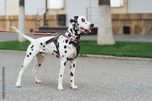 Portrait of a young dalmatian dog on a city street, a white beautiful dotted dog walks, copy space