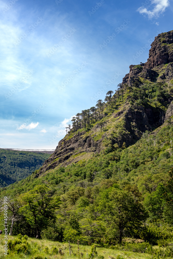 Landscape of Chile green nature with araucarias and mountains south of Latin America. Lonquimay