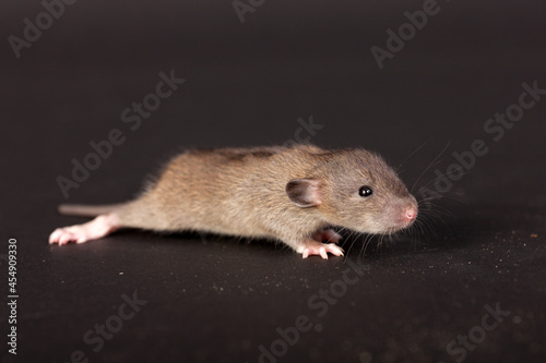 portrait of baby rat