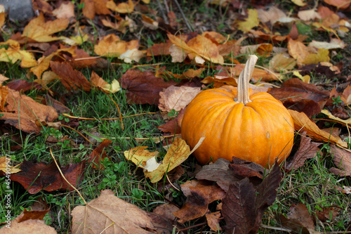 Autumn composition. Fall season. Pumpkin on rustic background. Mabon, Halloween. photo