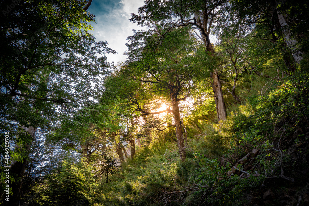 Lens flare of sun in the forest of southern Chile, green nature of Latin America. Lonquimay Lens flare of sun in the forest of southern Chile, green nature of Latin America. Lonquimay