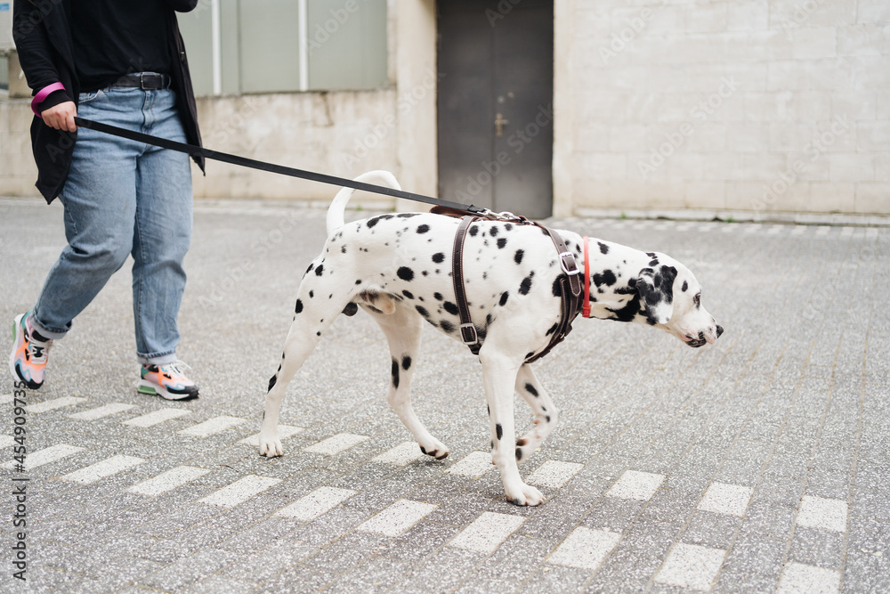 View of young Caucasian female cynologist walking at city urbanity during morning time for training dalmatian dog, plus size female spending leisure with pet best friend enjoying weekend at street