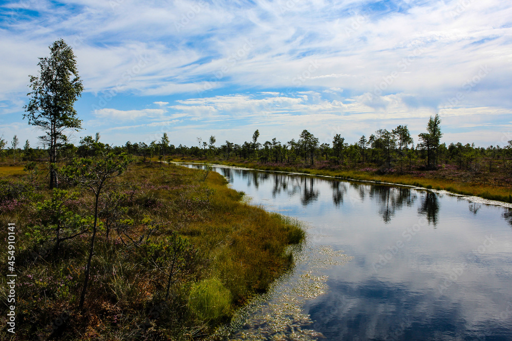 Fototapeta premium Landscape with a lake in a swamp