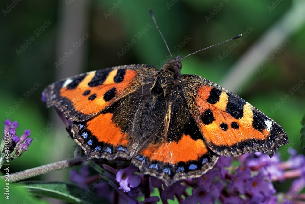 Obraz premium Small tortoiseshell butterflies although widespread across Western Europe, are declining rapidly.